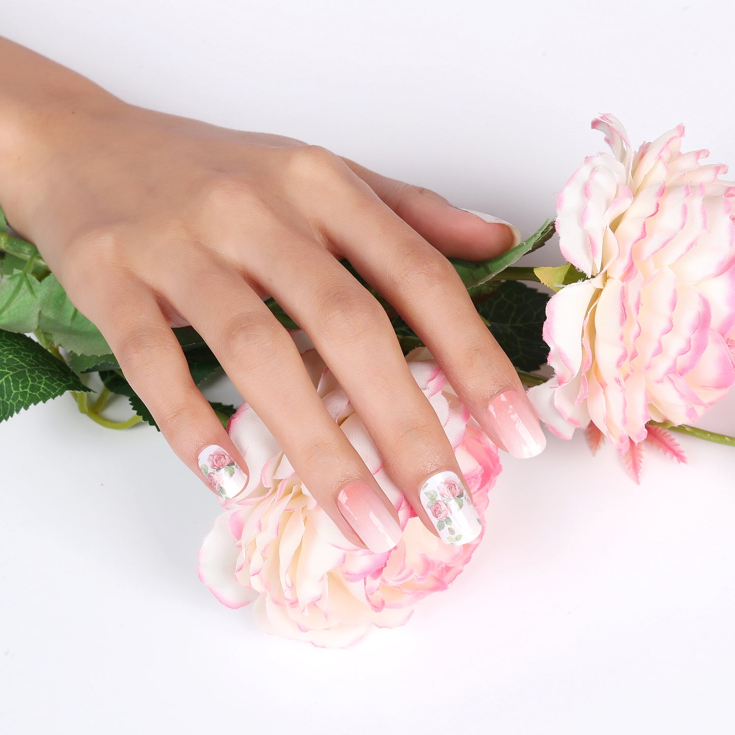 Rose foncé avec dégradé blanc ombré, roses roses avec feuilles vertes