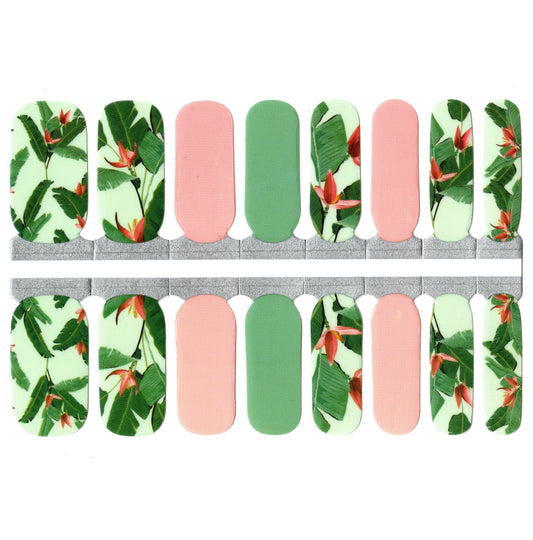 White Smoke Green and Pink Hibiscus Tropical Flowers with Leaves