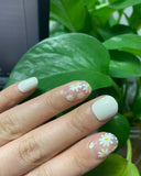 Ivory Daisies Negative Space Clear Background